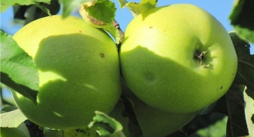 Popis odrůdy jabloní vítězství (chernenko) a výnosové charakteristiky